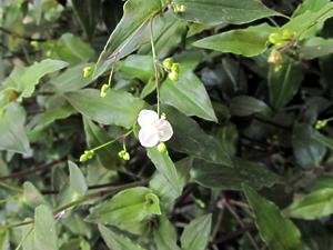 Velo de novia - Gibasis pelúcida