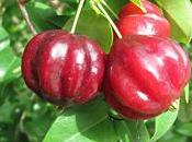 Pitanga Eugenia uniflora