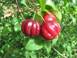 Pitanga - Eugenia uniflora