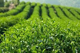 te verde 3 Té verde, antioxidante, adelgazante y para prevenir la caries  