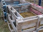 compost huerto casero