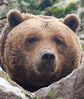 El oso bien. Veamos el estado del hombre.