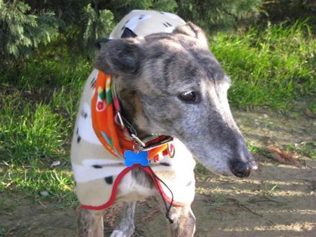 Al invierno, frío y temporales, buena cara y buen remedio...