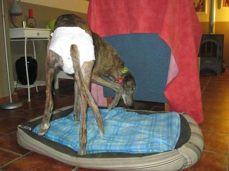 Al invierno, frío y temporales, buena cara y buen remedio...