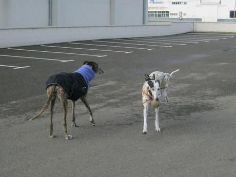 Al invierno, frío y temporales, buena cara y buen remedio...