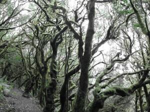 La Gomera Milenaria