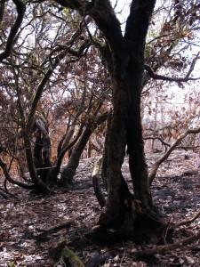 La Gomera Milenaria