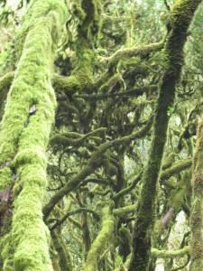 La Gomera Milenaria