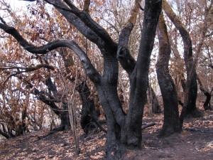 La Gomera Milenaria