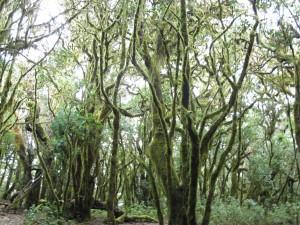 La Gomera Milenaria