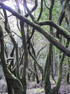 La Gomera Milenaria