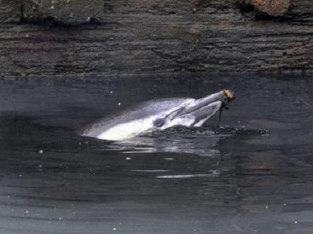 delfín muere entre basura de Nueva York