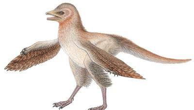 Eosinopteryx reconstrucción