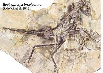 fósil de dinosaurio Eosinopteryx