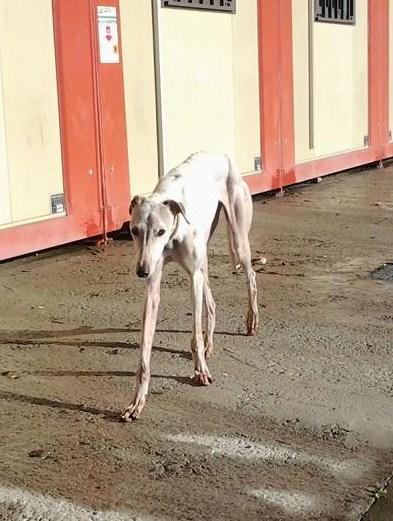Galga blanca medio muerta en los huesos y en la calle. Arca de Noe Córdoba.
