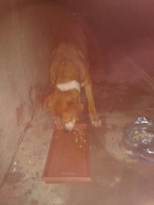 Oro, está en la calle, abandonado en pueblo de BRENES Sevilla ¡corre peligro!!!! ¡necesita MADRINA para residencia, ACOGIDA o ADOPCION!!!