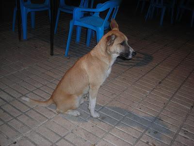 ¡¡MUY URGENTE!! PERRO ABANDONADO EN UN PUEBLO DE SEVILLA,PIDIENDO COMIDA EN LA PUERTA DE UN BAR.NECESITA ACOGIDA Y ADOPCIÓN.