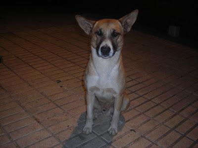 ¡¡MUY URGENTE!! PERRO ABANDONADO EN UN PUEBLO DE SEVILLA,PIDIENDO COMIDA EN LA PUERTA DE UN BAR.NECESITA ACOGIDA Y ADOPCIÓN.