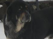 MASTIN abandonado maltratado. (León)