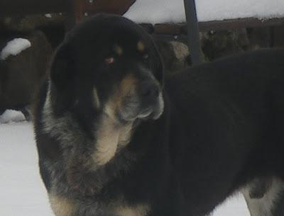 MASTIN abandonado y maltratado. (León)