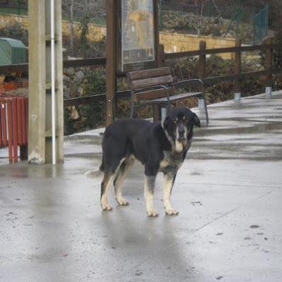 MASTIN abandonado y maltratado. (León)