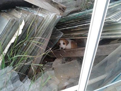 SE MORIRÁN Cachorros en un invernadero abandonado!!