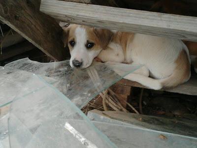 SE MORIRÁN Cachorros en un invernadero abandonado!!