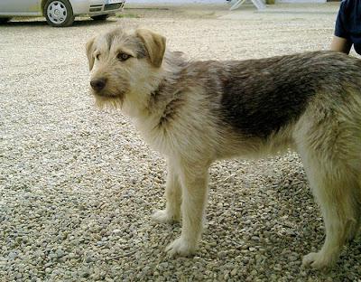 SCRUFFY, EL PERRO OLVIDADO‏.