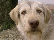 Scruffy, perro olvidado‏.