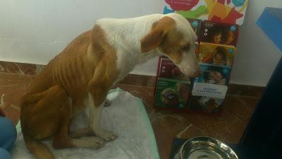 PODENCA esquelética atropellada. (Sevilla)