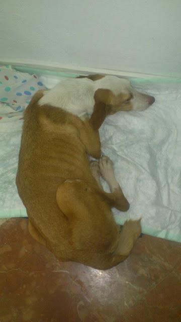 PODENCA esquelética atropellada. (Sevilla)