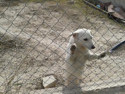 Perros en la finca de un indeseable. (Murcia)