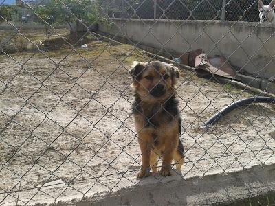 Perros en la finca de un indeseable. (Murcia)