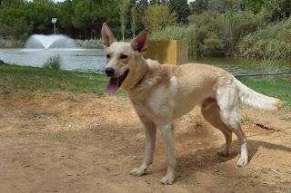 SIMBA, VIVE ATADO LAS 24 HORAS DEL DÍA‏.