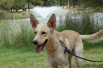 SIMBA, VIVE ATADO LAS 24 HORAS DEL DÍA‏.