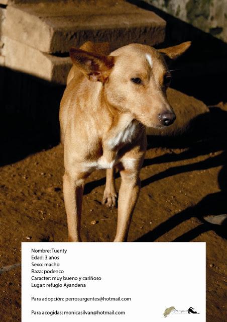 Precioso podenco rescatado de la perrera. Necesita adopción.‏ Ayandena (SEVILLA)