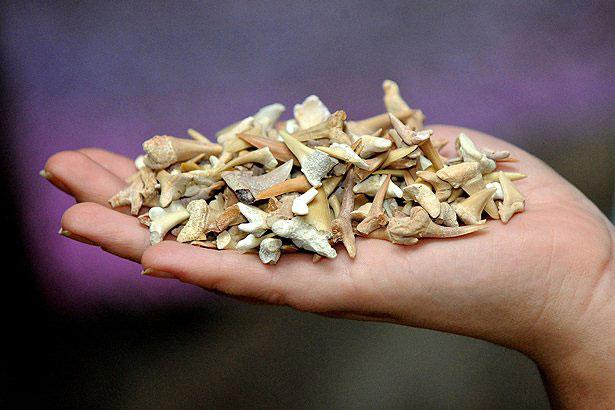 dientes de tiburón recogidos en un acuario