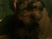 Cuando hombre encontró perro (1983), konrad lorenz. amistad antigua eterna.