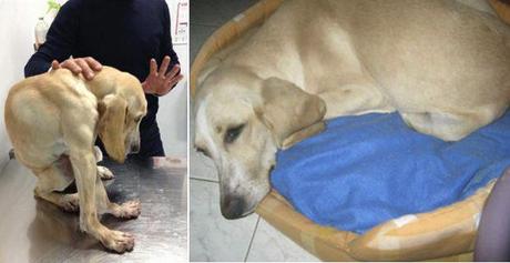 Terrible historia de Natalina: la perra deformada que creció en una jaula para pájaros