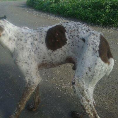 Foto: ESTE ES THIN, SE LLAMA ASÍ POR LO EXTREMADAMENTE DELGADO QUE ESTÁ.  ESTA TARDE ME AVISÓ LA POLICÍA DE QUE HABÍA UN PERRO, BRACO ALEMÁN, ATADO CON UNA CUERDA AL QUITAMIEDOS DE LA AUTOPISTA.  CUANDO LLEGUÉ ESTO ES LO QUE ME ENCONTRÉ...MUERTO DE MIEDO, LLENO DE HERIDAS E INCAPAZ DE MANTENERSE EN PIE DE LO DELGADO QUE ESTÁ.  THIN NECESITA ACOGIDA URGENTEMENTE PUES YA VEIS EL ESTADO EN EL QUE ESTÁ Y NO TENGO DONDE METERLO.  ME MUERO DE LA RABIA Y LA IMPOTENCIA AHORA MISMO... ESTÁ EN UN PUEBLO DE HUELVA. NECESITA ACOGIDA URGENTEMENTE, A PODER SER CERCA, HUELVA O PUEBLOS Y SEVILLA.  POR FAVOR, MÁXIMA DIFUSIÓN PARA THIN.   CONTACTO: m.j.saladocano@hotmail.com  TFNO: 667 75 39 20 (María José)