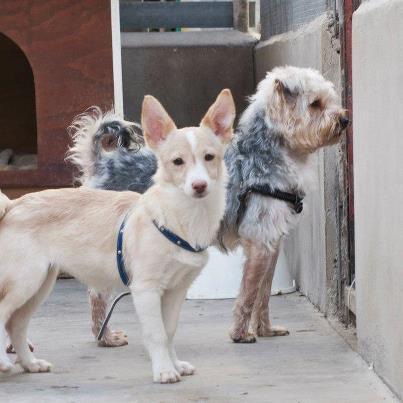 Foto: Nico, Tina y Pipo.