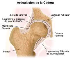 El Cartílago Articular