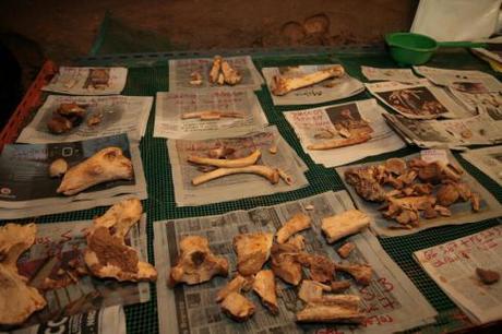 El Sidrón (Asturias) cadera_artrosis_huesos_niño