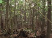 Aokigahara, bosque suicidios