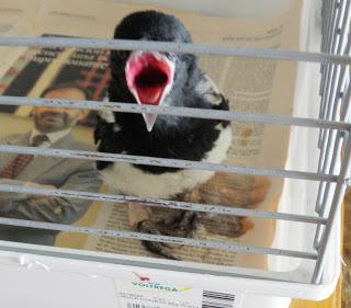 VESTIDO A GANCHILLO, ¡¡¡ POR FIN !!!!