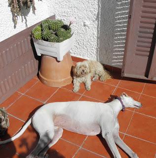 VERANILLO DE SAN MIGUEL, ADIÓS VERANO.