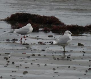 Crónicas gavioteras: gaviotas pequeñas