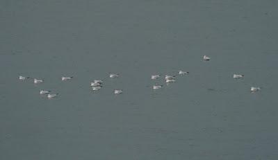 Crónicas gavioteras: gaviotas pequeñas