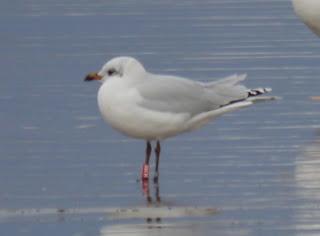 Crónicas gavioteras: gaviotas pequeñas