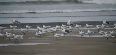 Crónicas gavioteras: gaviotas pequeñas